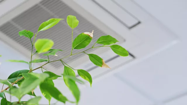 Air conditionning with a plant 